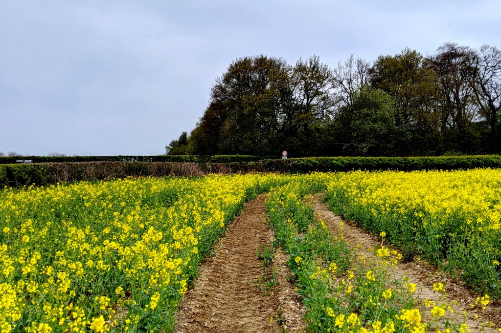 Compass Therapy, find direction